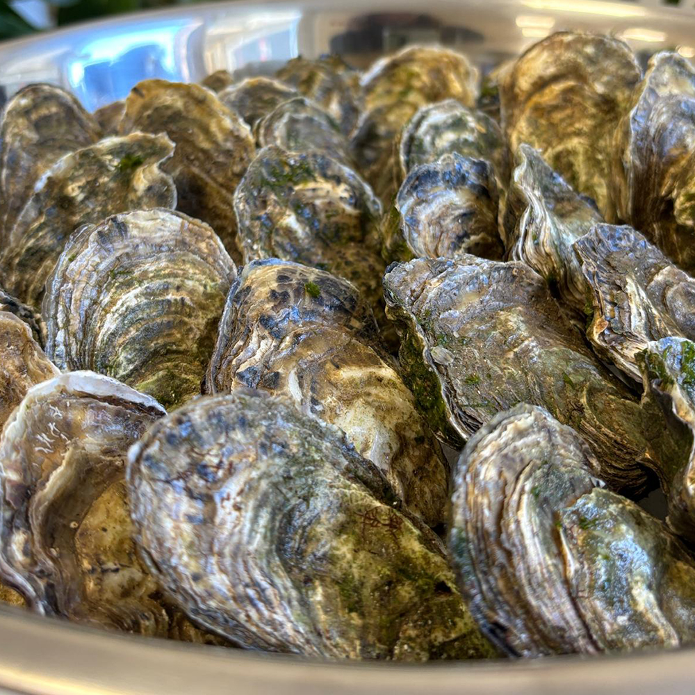 1kg ostras frescas umimare (aprox. 12 unidades) 1kg ostras frescas umimare (aprox. 12 unidades)