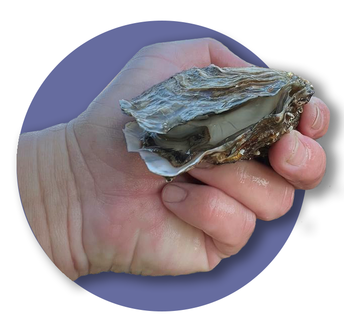 Ostra Fresca Umimare - Gigante